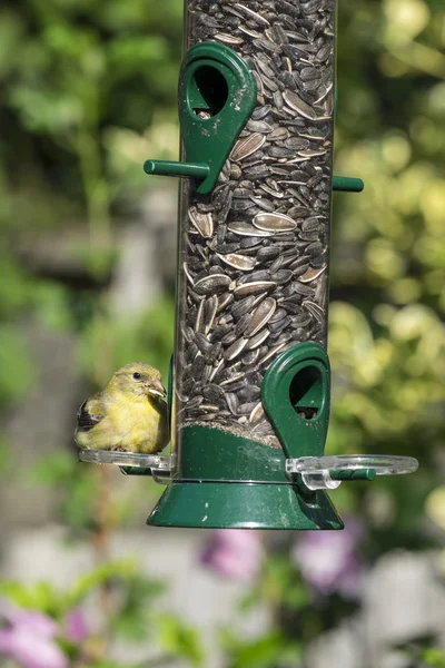 Stehlík v ptačí krmítko — Stock fotografie