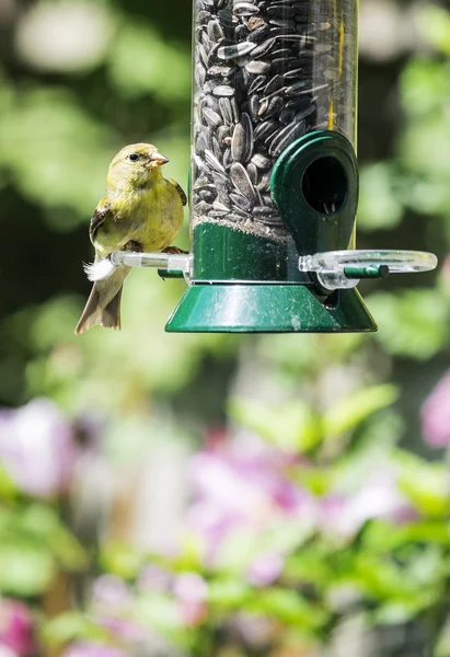 Goldfinch em um alimentador de pássaros — Fotografia de Stock