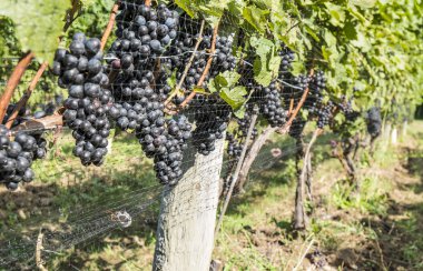 Pinot Noir kırmızı üzüm şarap
