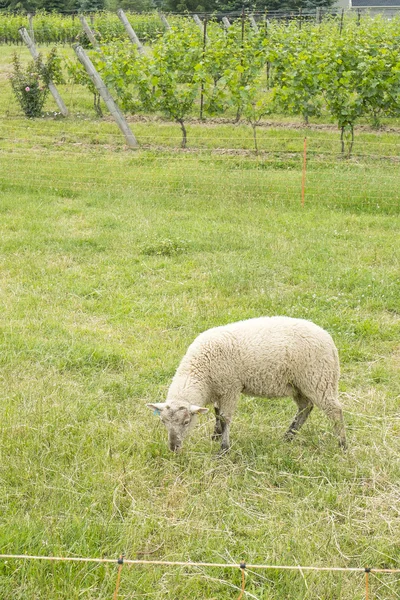 Ovelhas brancas em uma fazenda — Fotografia de Stock