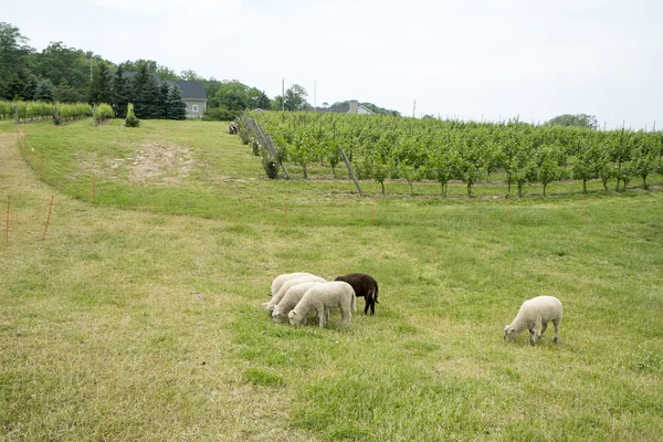 Pascolo ovino — Foto Stock