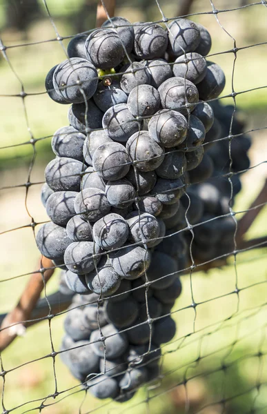 Uvas Gamay en un viñedo — Foto de Stock