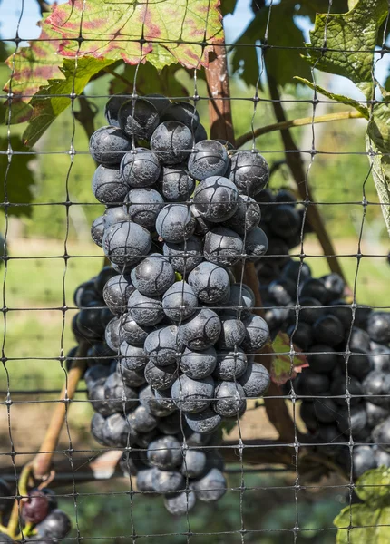 Pinot Noir czerwone wino winogron — Zdjęcie stockowe