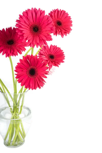 Gerbera Daisies Isolated on White — Stock Photo, Image