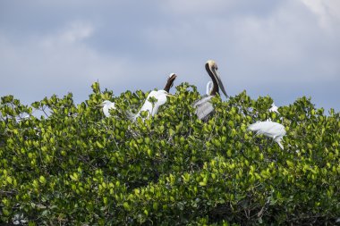 Florida Everglades kuş Rookery