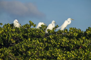 Florida Everglades kuş Rookery