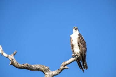 Bir ağaçta oturuyor sorguç