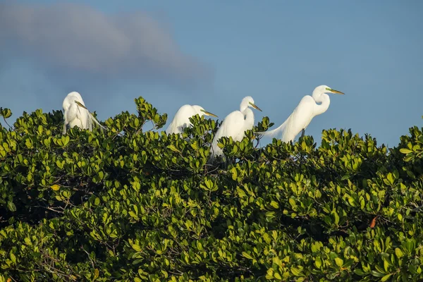 Птичий Ладья во Флориде Эверглейдс — стоковое фото