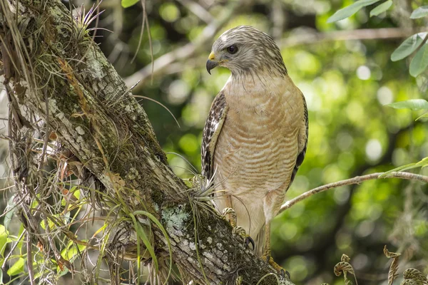 Red-shouldered Hawk Sitting on a Tree — Stock Photo, Image