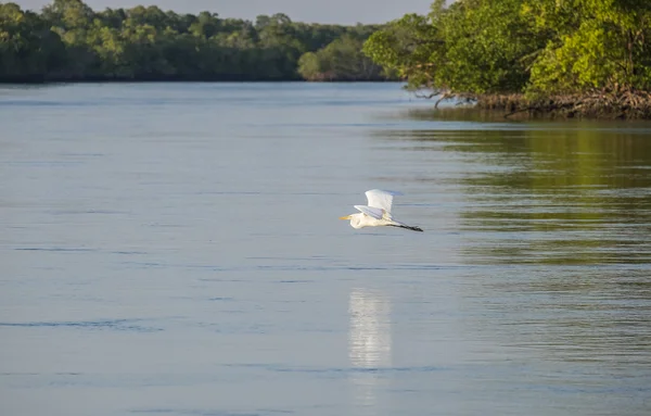 Χανούμισσα πετούν πάνω από τα Everglades — Φωτογραφία Αρχείου