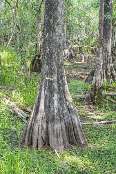Big Cypress National Preserve Florida USA — Stock Photo, Image