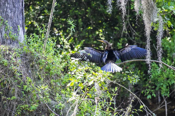 Anhinga nebo hadí pták sušení křídel na větev stromu — Stock fotografie