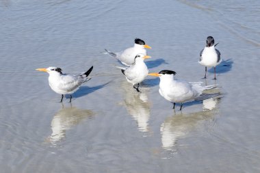 Kraliyet kırlangıçlar ve bir plajda martıları