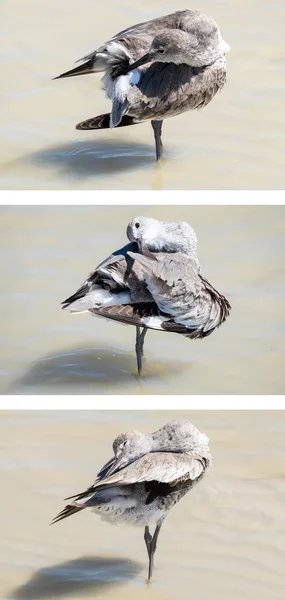 Willet Bird Grooming na praia — Fotografia de Stock