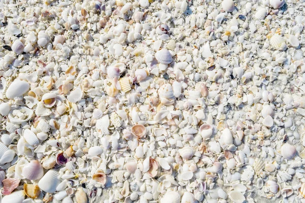 Seashell texturen — Stockfoto