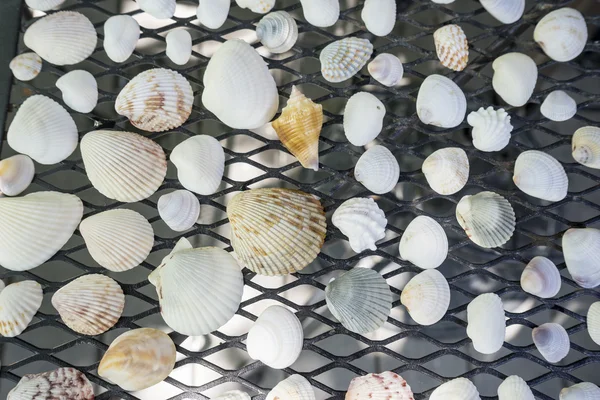 Una colección de conchas marinas surtidos — Foto de Stock