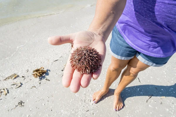 Жінка тримає Мертве море Urchin — стокове фото