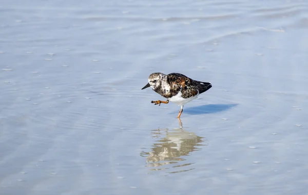 Kamusznik zwyczajny ptak polowanie na plaży — Zdjęcie stockowe