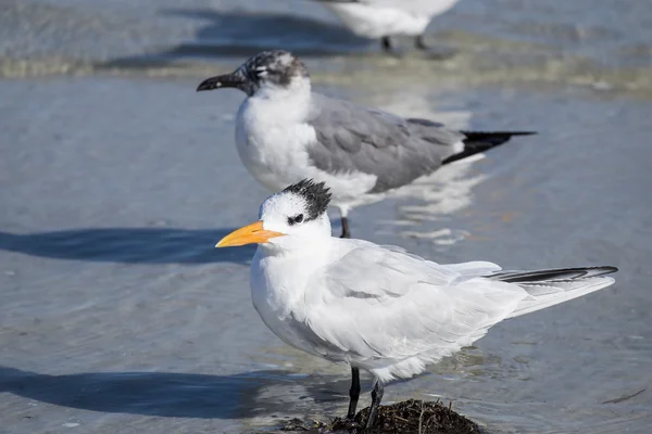 Ternos reais e gaivotas em uma praia — Fotografia de Stock