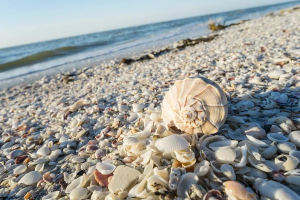Scoici pe plajă — Fotografie, imagine de stoc