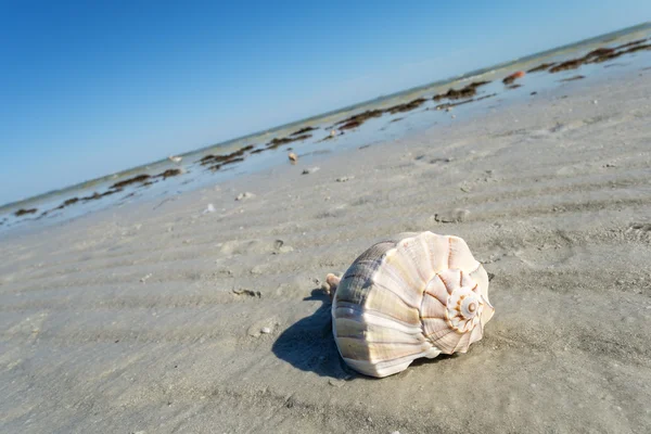 Conchas marinas en la playa — Foto de Stock