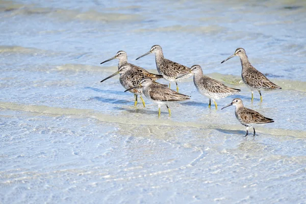 Great Yellowlegs Birds on the Beach — стоковое фото