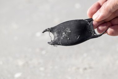 Bir paten'ın yumurta case tutan el.