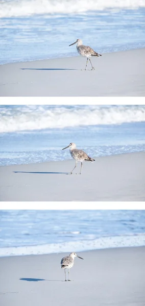 Willet na praia — Fotografia de Stock