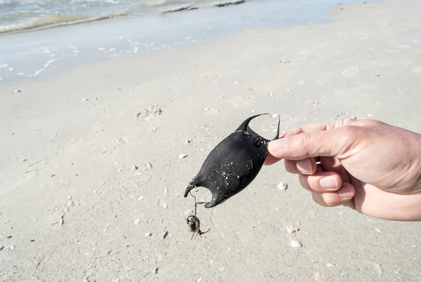 Hand holding a skate's egg case. — Stock Photo, Image