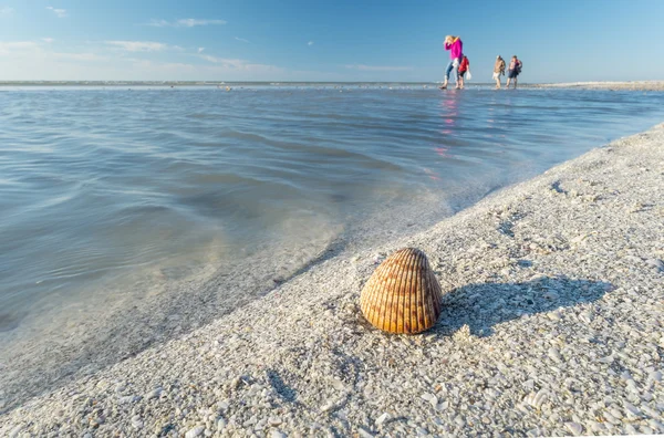 Αφαίρεση του κελύφους για την Sandbar κατά την άμπωτη — Φωτογραφία Αρχείου