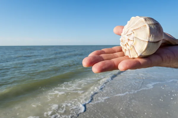 Hand hält eine beleuchtete Wellhornmuschel am Strand — Stockfoto