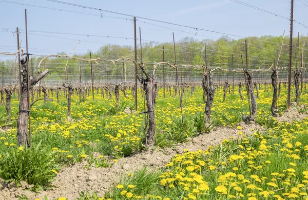 Vineyard in the Spring — Stock Photo, Image