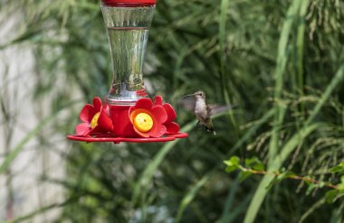 Kadın kırmızı boğaz sinekkuşu, bir arka bahçe Besleyici