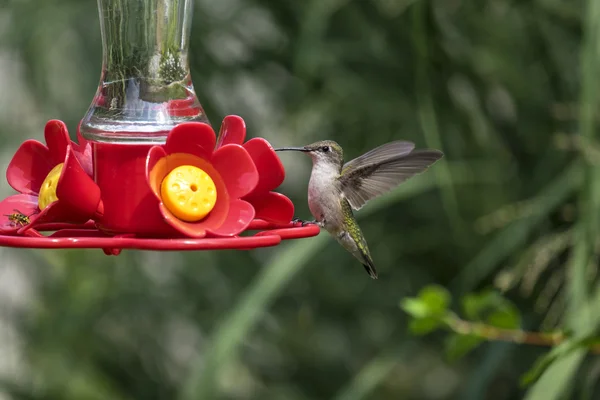Rotkehlchen-Kolibri an einem Hinterhof-Futterhäuschen — Stockfoto