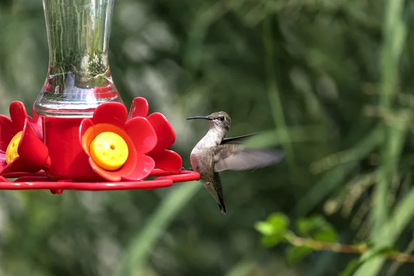 Colibrí de Garganta Roja Femenina en un alimentador de patio trasero —  Fotos de Stock