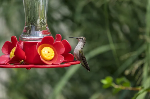 Female Red Throat Hummingbird at a Backyard Feeder — Stock Photo, Image