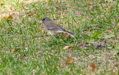  Arka bahçedeki Çimlerde Yiyişen Kara Gözlü Junco 'nun yakın çekimi.
