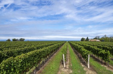 Ontario Gölü tarafından bir üzüm bağı doğal görünümünü