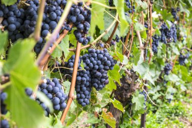 Cabernet üzüm asma olgunlaşma