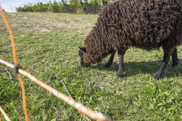 Pastoreio de ovelhas em uma vinha — Fotografia de Stock