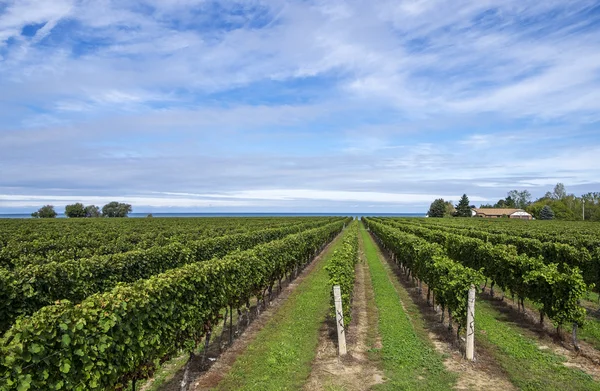 Ontario Gölü tarafından bir üzüm bağı doğal görünümünü
