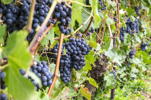 Cabernet Mûrissement du raisin sur la vigne — Photo
