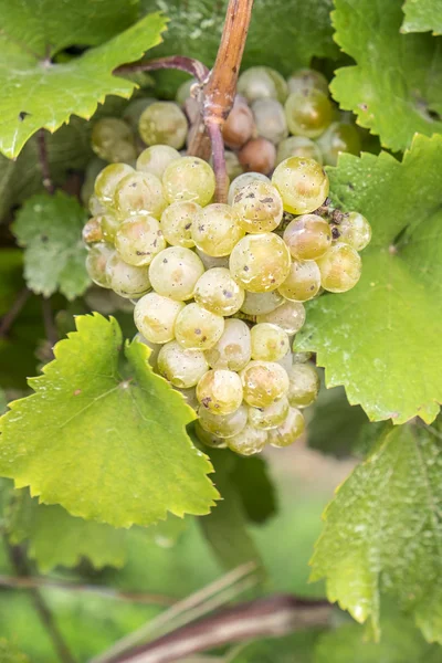 Riesling Wine Grape on the Vine — Stock Photo, Image