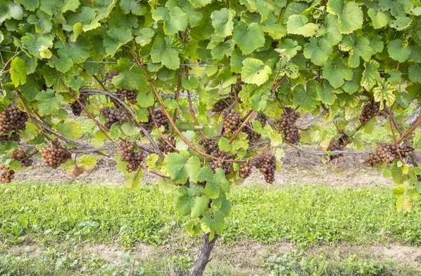 Gewurtztraminer witte wijn van druiven opknoping op de wijnstok — Stockfoto