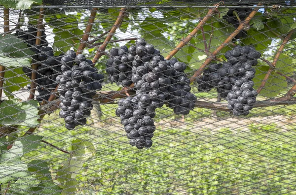 Érett Pinot Noir szőlő a szőlő csokrok — Stock Fotó