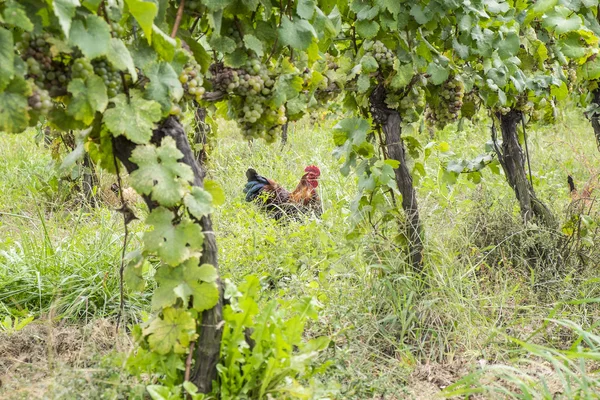 Insetti di controllo polli in un vigneto biologico — Foto Stock