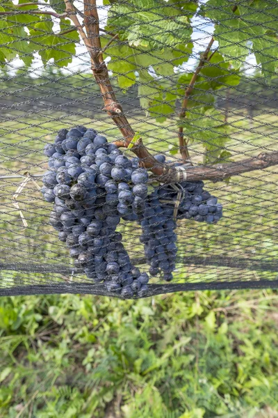 Σταφύλια Cabernet ωρίμανσης στην άμπελο — Φωτογραφία Αρχείου