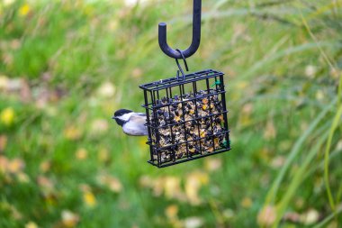 Siyah şapkalı bülbül tohum kek üzerine besleme