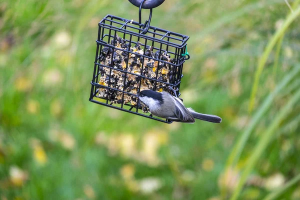 Chickadee cu capac negru se hrănește cu tort de semințe — Fotografie, imagine de stoc
