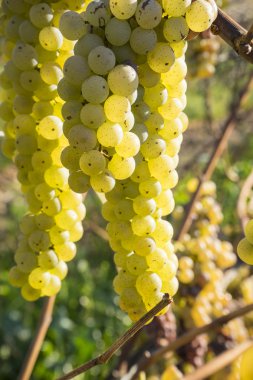 Vidal içinde asma geç asılı beyaz Şaraplık düşmek